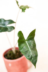 Alocasia loco